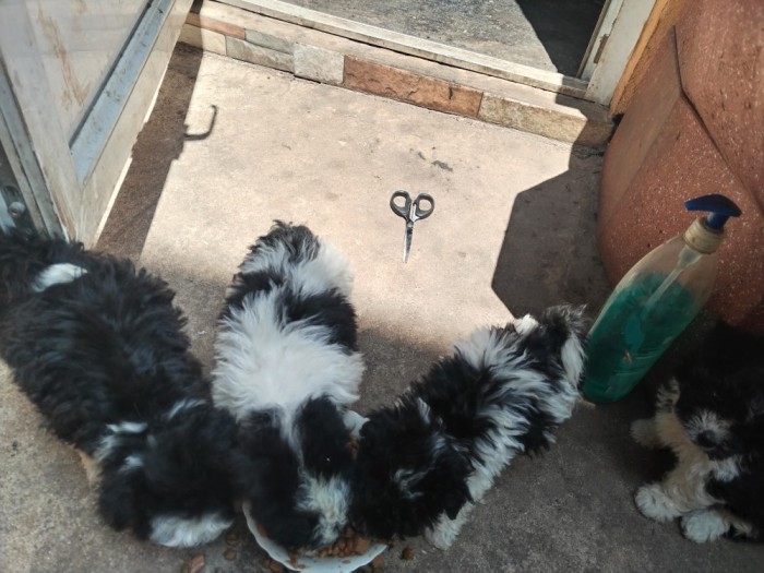 Bichon havanez caini