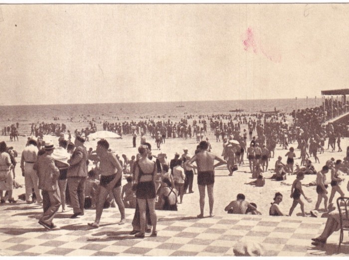 Mamaia (necirculata)