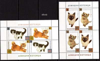 BULGARIA 2013, Fauna, Pisici, serie neuzata, MNH foto