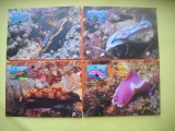 HOPCT MAXIMA NR 1069 SET 4 MAXIME -NIUE 1999 FAUNA MARINA -FAUNA