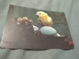 Cumpara ieftin CARTE POSTALA - FELICITARE PASTI CIRCULATA