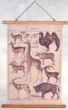 Poster mare cu animale salbatice din Africa LUP103