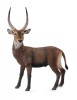 Antilopa africana- Collecta