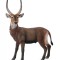 Antilopa africana- Collecta