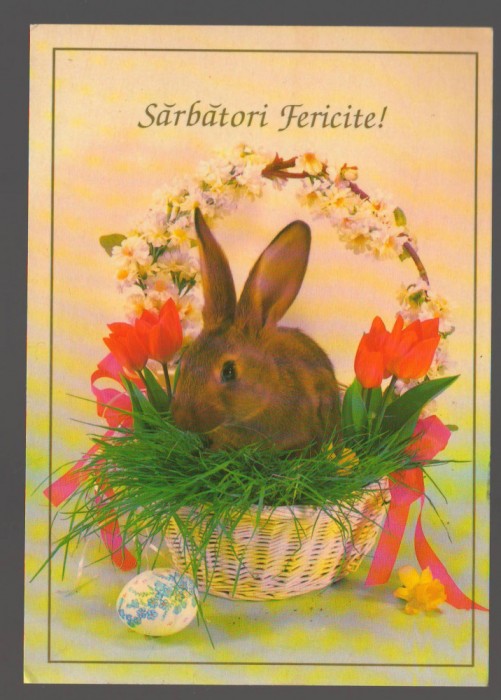 CPIB 20009 CARTE POSTALA - FELICITARE - IEPURE IN COS CU LALELE, NECIRCULATA