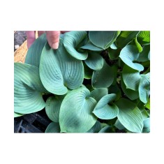 Hosta Abiqua Drinking Gourd, 1 buc, planta la ghiveci 10cm