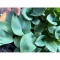 Hosta Abiqua Drinking Gourd, 1 buc, planta la ghiveci 10cm
