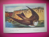 HOPCT 6254 RANDUNICA DE PAMANT-RIPARIA RIPARIA RIPARIA -PASARI-FAUNA EUROPA-CP CHROMO LITHO -MUZEUL REGAL STIINTE NATURALE BELGIA-NECIRCULATA, Printata