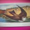 HOPCT 6254 RANDUNICA DE PAMANT-RIPARIA RIPARIA RIPARIA -PASARI-FAUNA EUROPA-CP CHROMO LITHO -MUZEUL REGAL STIINTE NATURALE BELGIA-NECIRCULATA