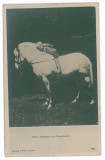 1087 - PRINCE NICOLAS &amp; Horse, Royalty, Regale, Romania - old postcard - unused, Necirculata, Fotografie