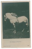 1087 - PRINCE NICOLAS &amp; Horse, Royalty, Regale, Romania - old postcard - unused