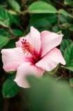 Tablou Canvas Floare de Hibiscus &icirc;n Grădină Verde, 26 x 39 cm, CMCLASS