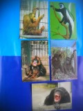 HOPCT LOT NR 440 MAIMUTA / MAIMUTE -FAUNA -5 CARTI POSTALE-NECIRCULATE