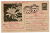 Carte postala RPR NUFAR CDA 562 /VI.1964 EXEMPLARE 58500 BUC FLORA, Circulata, Printata