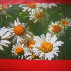 Cauti Vand Floarea Miresii Si Margarete Din Gradina Vezi Oferta