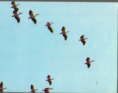 CPI B14171 CARTE POSTALA - PELICANI IN DELTA DUNARII foto