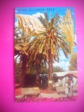 HOPCT 8454 COPACUL REGELE SOLOMON -COACHELLA VALLEY -CALIFORNIA -SUA -AMERICA DE NORD -NECIRCULATA-