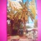 HOPCT 8454 COPACUL REGELE SOLOMON -COACHELLA VALLEY -CALIFORNIA -SUA -AMERICA DE NORD -NECIRCULATA-