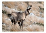 Tablou Canvas, "Capră neagră &icirc;n peisaj montan toamna", Goat, Horns, Grass, Nature, Stare, Mountain, Wild, Animal, Fur, Tranquil., 39 x 26 cm, CMCLASS