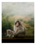 Tablou Canvas, "Maimuțe odihnindu-se &icirc;n natură", Maimuță, Blană, Natură, Toamnă, Privire, Relaxează, Singurătate, Culori, Pădure, Vreme, Dulceagă, Obs