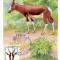 URSS 1984 CM, Fauna, Maxime