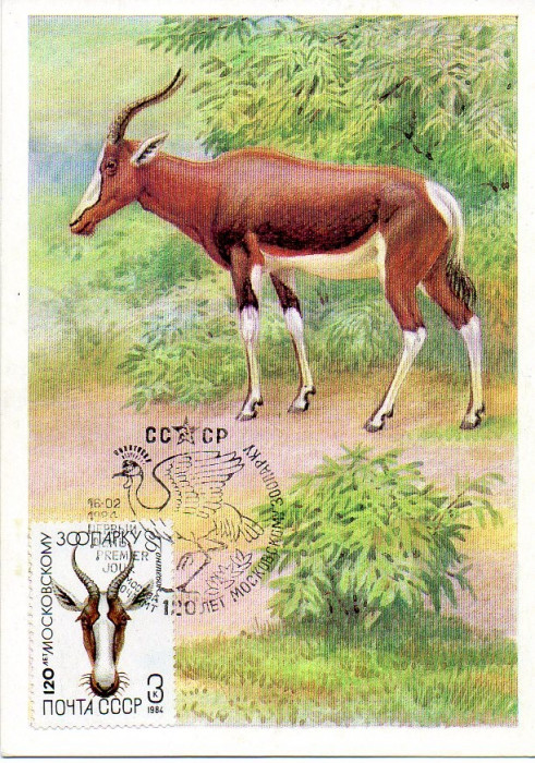 URSS 1984 CM, Fauna, Maxime