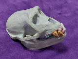 CRANIU Didactic vechi,craniu masiv cu mandibula mobila dinti inferiori-superiori
