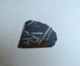 Didymograptus murchisoni graptolit din Ordovician Țara Galilor UK