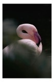 Tablou Canvas, "Flamingo &icirc;n penumbră liniștită", Elegant, Grațios, Delicat, Strălucitor, Silentios, Contrastant, Misterios, Suav, Natural, Plăcut, 26