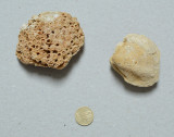 Coral si brachiopod din Cretacic
