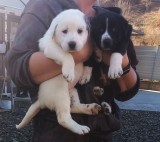 Căței Asia Centrală &ndash; 6 săptăm&acirc;ni, vaccinați, cu carnet de sănătate