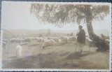 Carte postala, Cioban cu oile in muntii din Romania, perioada interbelica