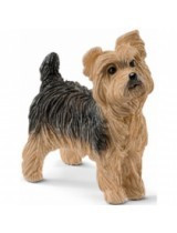 Caine Yorkshire Terrier foto