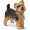 Caine Yorkshire Terrier
