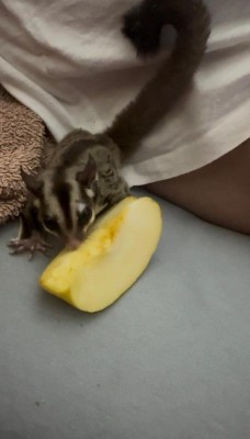 Veverita zburatoare + cușca + accesorii + hrana foto