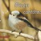 Romania, LP 2057/2015, Pasari cantatoare, c.p.i. maxime in etui