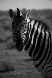 Tablou Canvas, "Zebră &icirc;n peisaj deșertic africat", Zebră, Dungată, Gracilă, Sălbatică, Contrast, Solitară, Pășun&acirc;nd, Peisaj, Natură, Dramatică, 26 x 3
