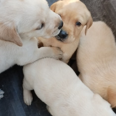 labrador retriver