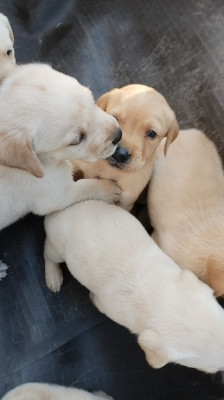 labrador retriver foto