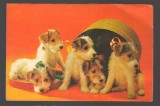 CPIB 24578 CARTE POSTALA - FELICITARE: CATEI, CAINI, NECIRCULATA