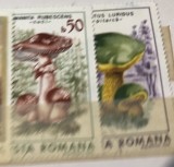 (3) Timbre Serii Romania Ciuperci, Stampilat