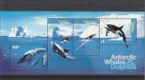 Fauna,cetacee ,,Antartica Australa., Nestampilat