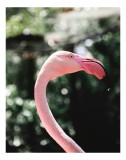 Tablou Canvas, "Flamingo &icirc;n grădina tropicală luminoasă", Nu știu cine este &icirc;n imagine., 26 x 39 cm, CMCLASS