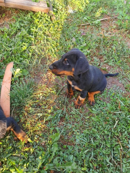 Catei jagdterrier