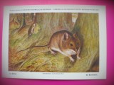 HOPCT 6249 APODEMUS SYLVATICUS -ROZATOARE -FAUNA EUROPA-CP CHROMO LITHO -MUZEUL REGAL STIINTE NATURALE BELGIA-NECIRCULATA, Printata
