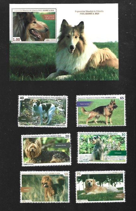 cuba caini mnh