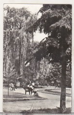 bnk cp Bacau - Vedere din parc - circulata
