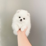 Pomeranian teacup