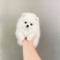 Pomeranian boo