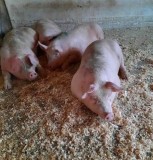 Porci de carne